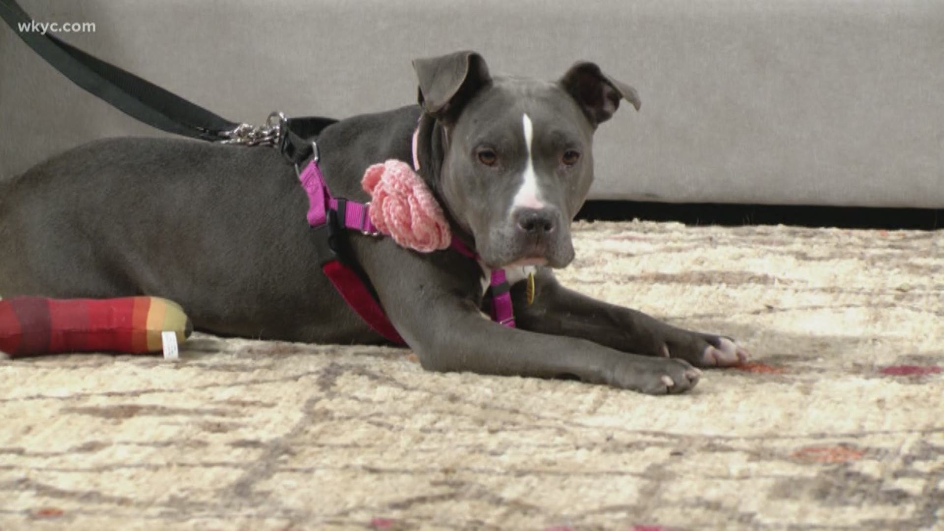 Adopt-A-Pet: Meet Zahara, City Dogs