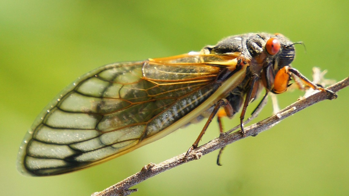 Billions of cicadas expected to emerge in 2021