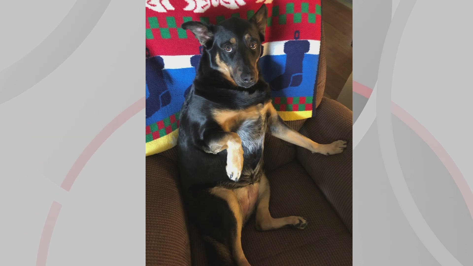 Doggone Weather Roxy