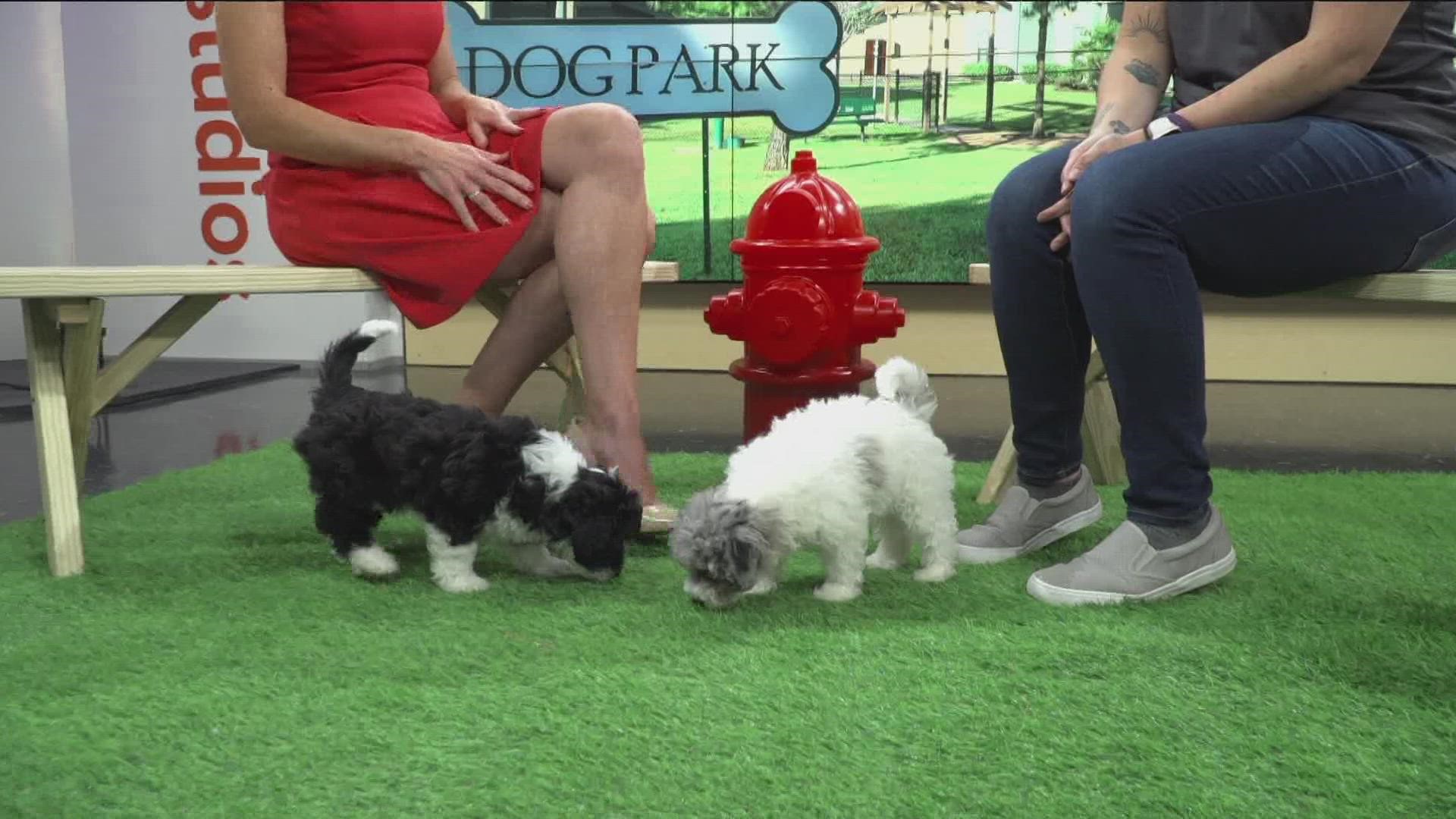 As the first week of our Clear the Shelters initiative closes, 3News' Betsy Kling chats with Erin Hawes, shelter manager at Rescue Village, about adopting pets.