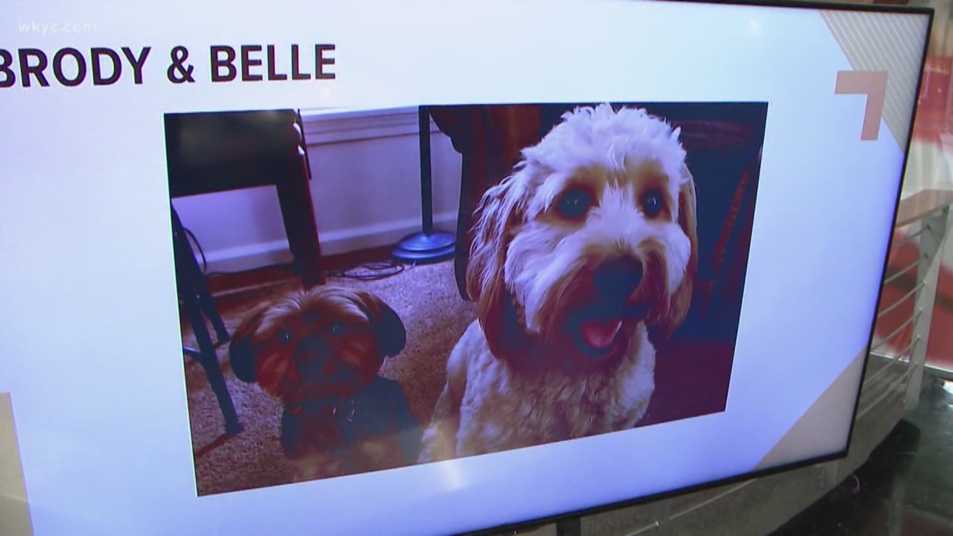 Doggone Weather: Brody & Belle