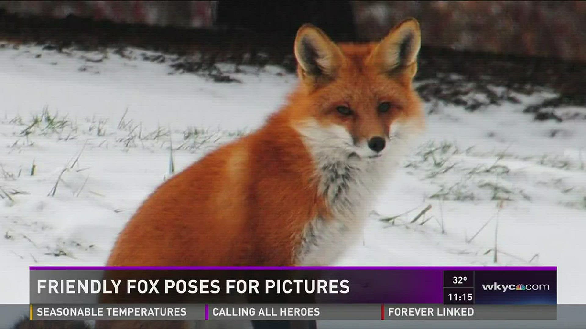 Friendly fox? Uninvited visitor making rounds through Painesville | wkyc.com