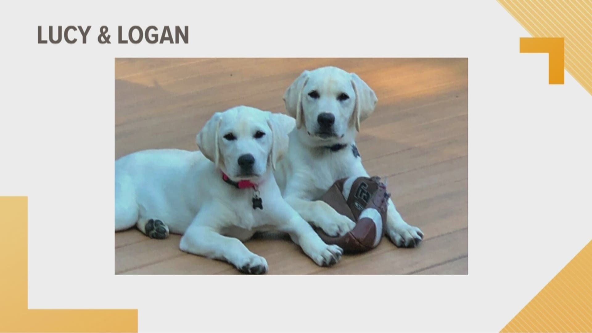 Doggone Weather:  Lucy and Logan
