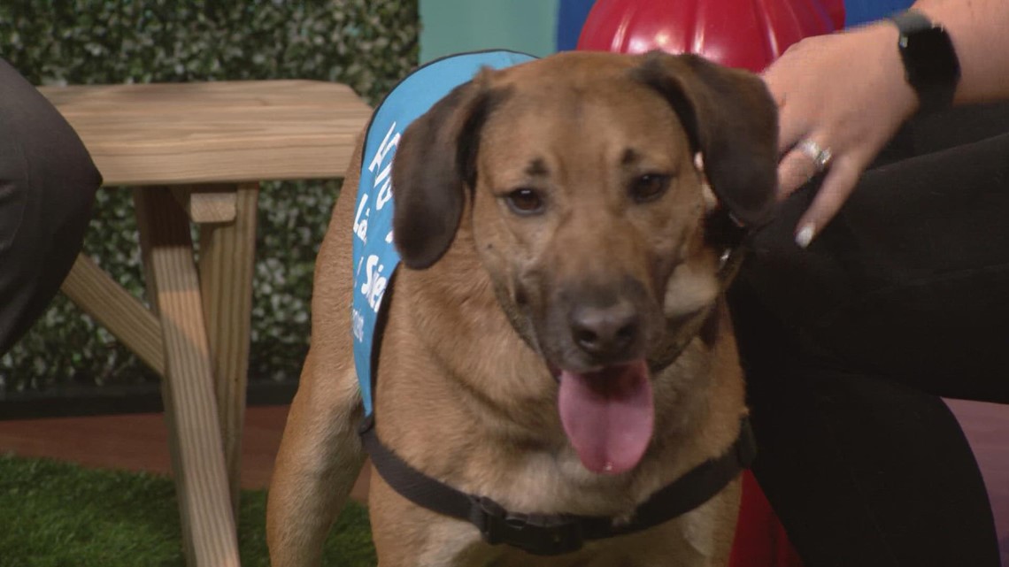 Clear the Shelters: Meet Barkley from the Lake Humane Society