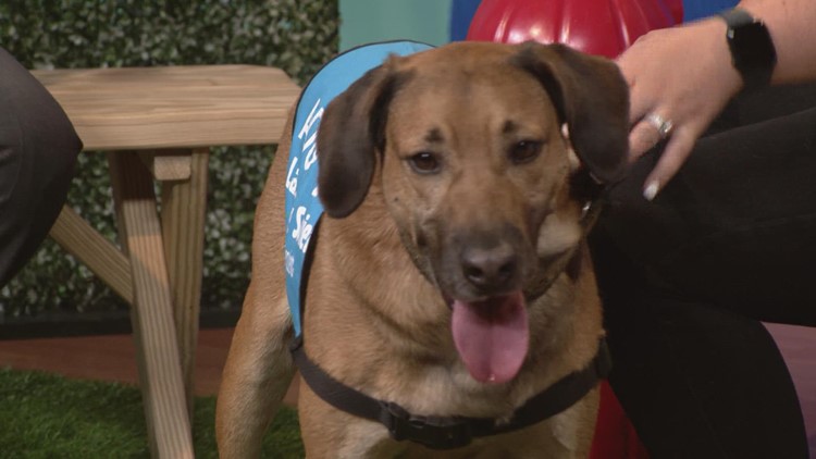 Clear the Shelters: Meet Barkley from the Lake Humane Society