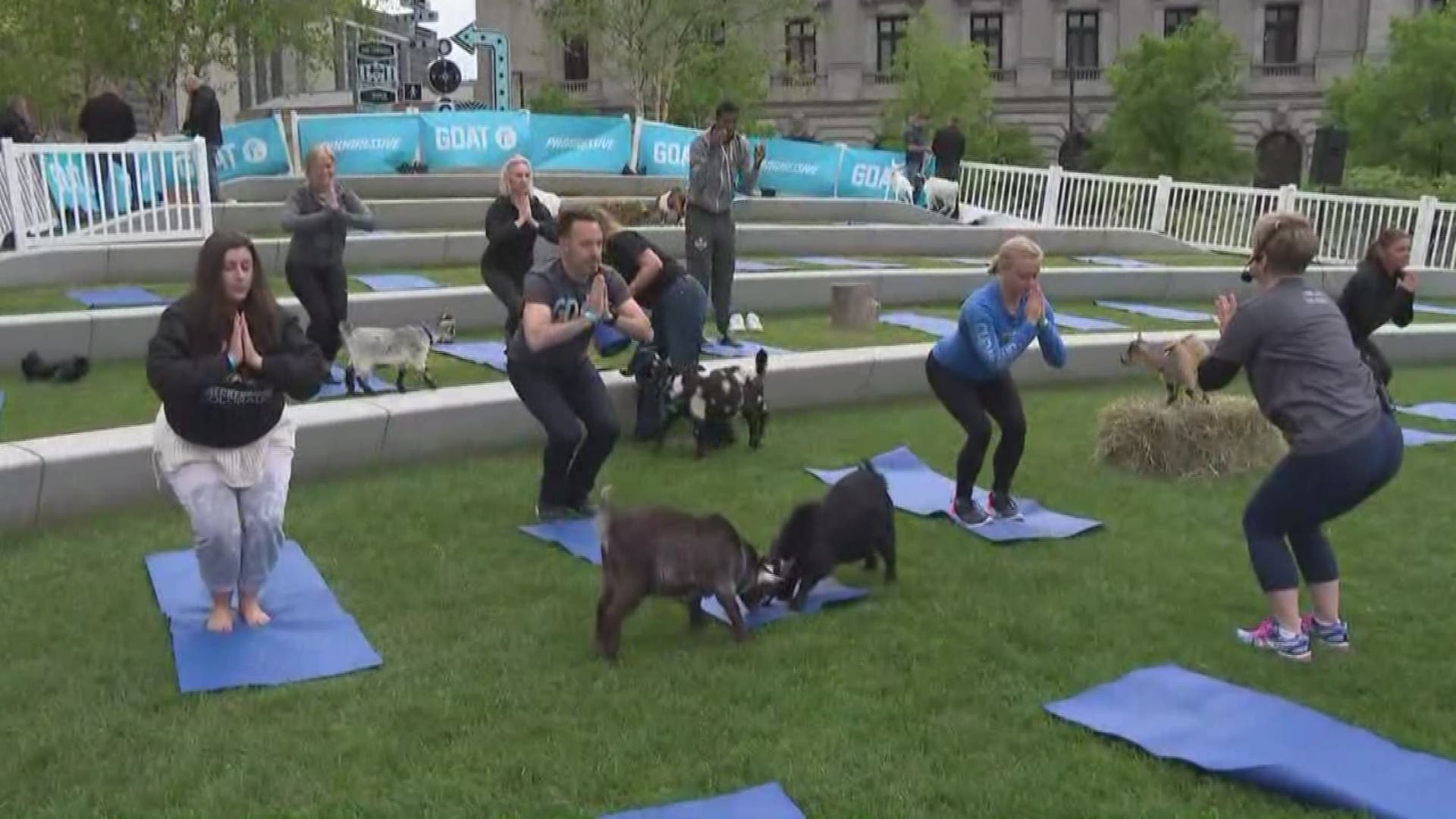 June 6, 2018: Feeling stress about tonight's Cavs game? Free goat yoga is being offered in Public Square for several hours Wednesday to help Clevelanders relax.