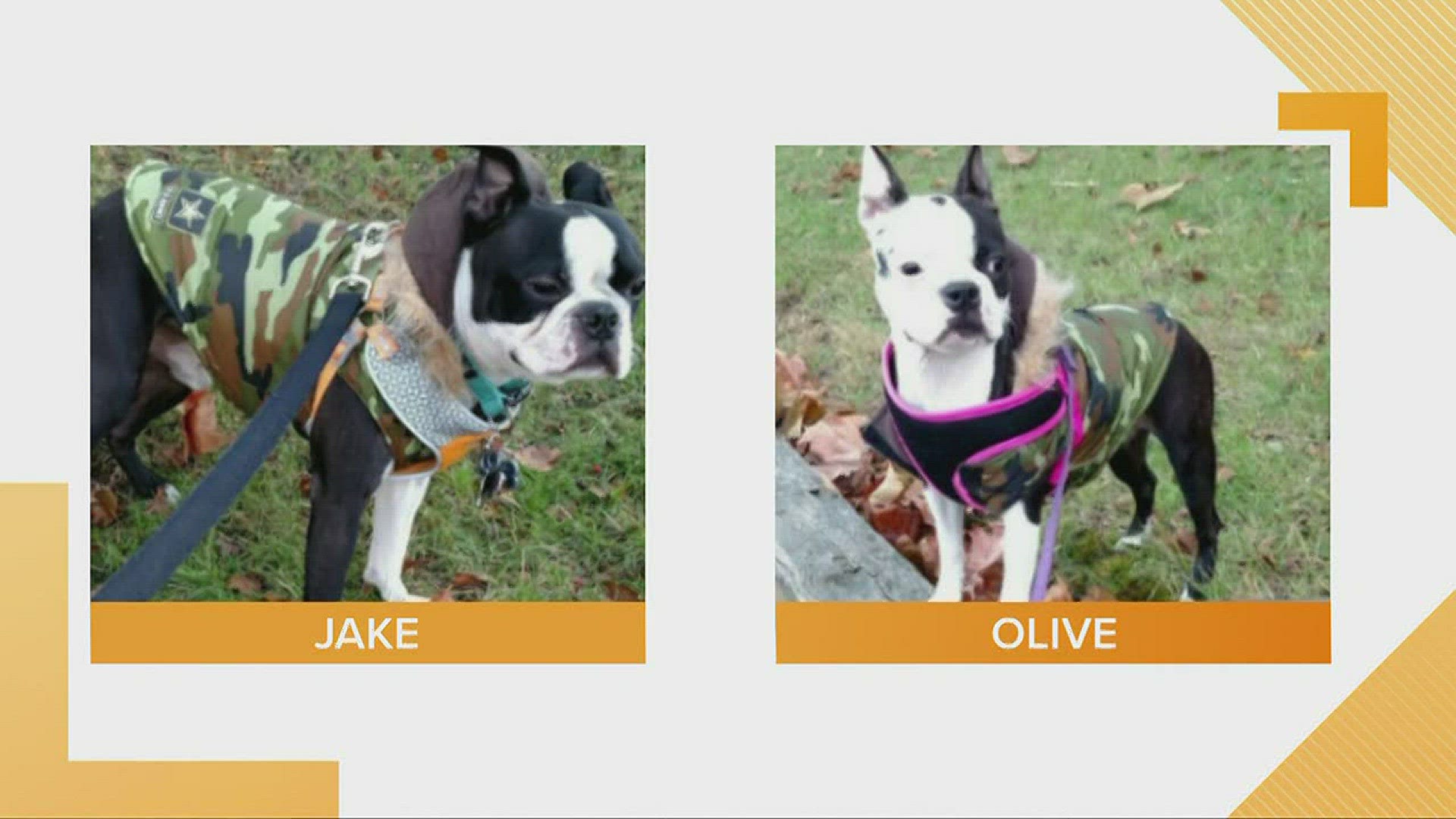 Doggone Weather: Jake and Olive