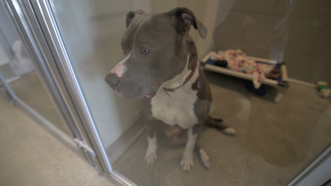 FIRST LOOK City of Cleveland opens new kennel