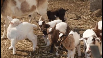 Out to pasture: Farming in the Cuyahoga Valley National Park is going strong