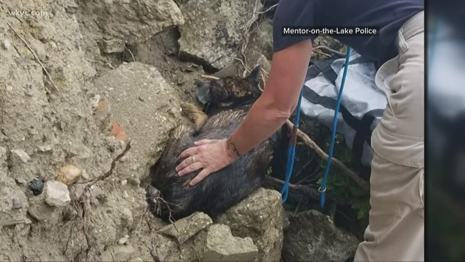 Team of people work to save life of dog in Lake county