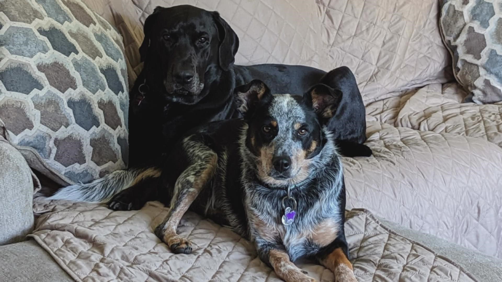 Doggone Weather: Darwin and Roxie