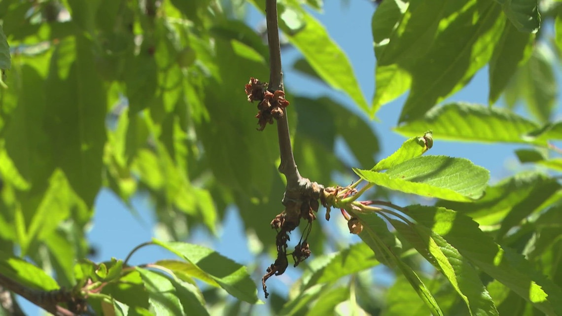 Portage County orchard faces crop loss due to ongoing weather challenges