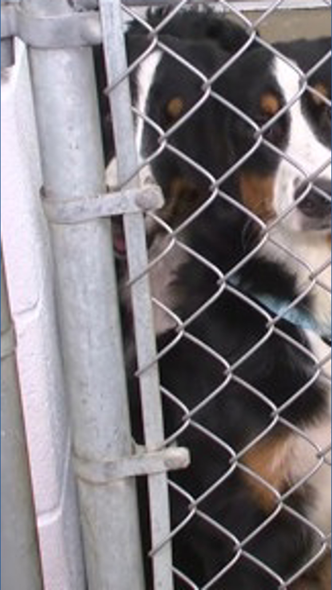 Ashland County Humane Society now caring for 85 dogs rescued from commercial breeder