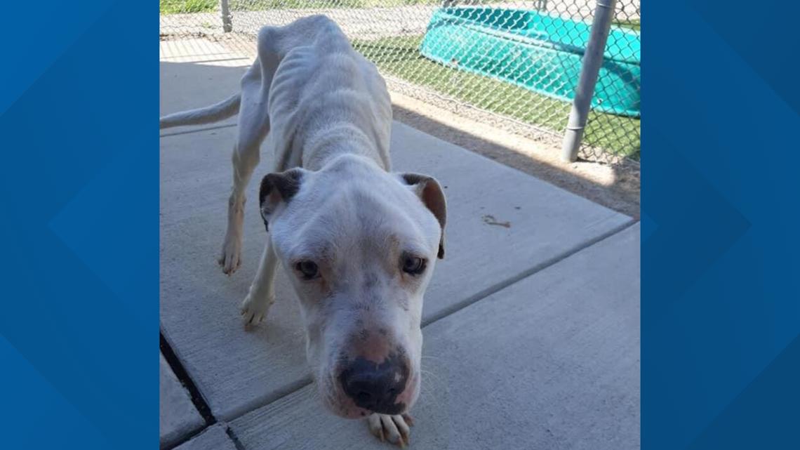How to help seriously emaciated dog found in Cleveland