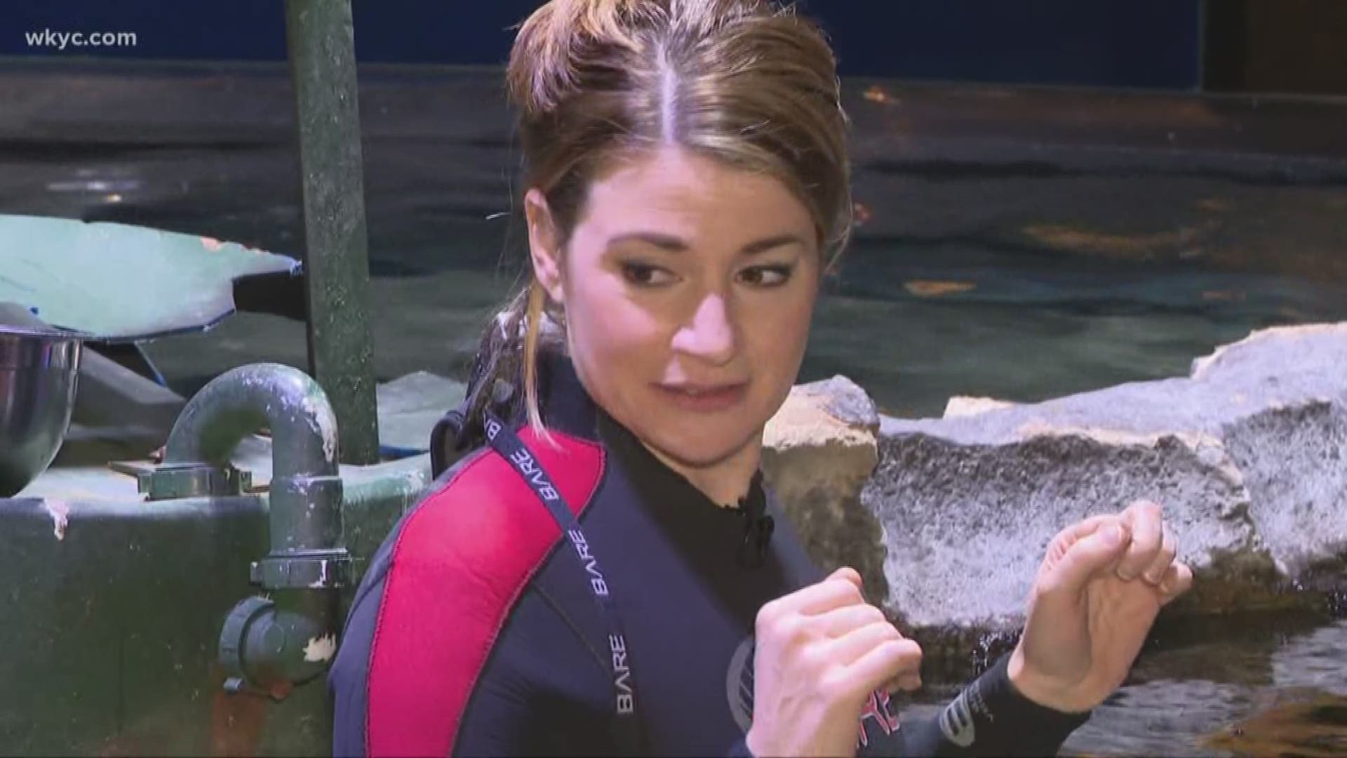 Feb. 4, 2019: What are you scared of? Our own Maureen Kyle has a fear of stingrays. So, for 'Face Your Fears' week, we sent her to the Cleveland Aquarium where she got inside the stingray tank.