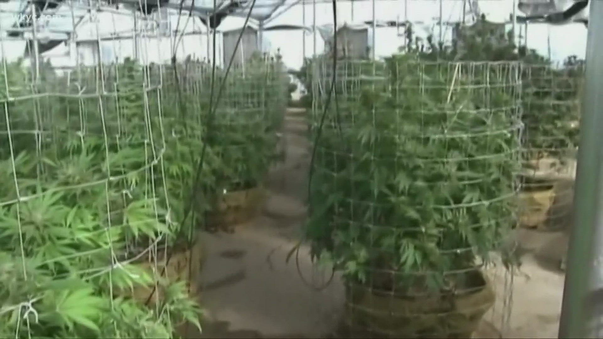 Companies in ohio can now grow medical marijuana