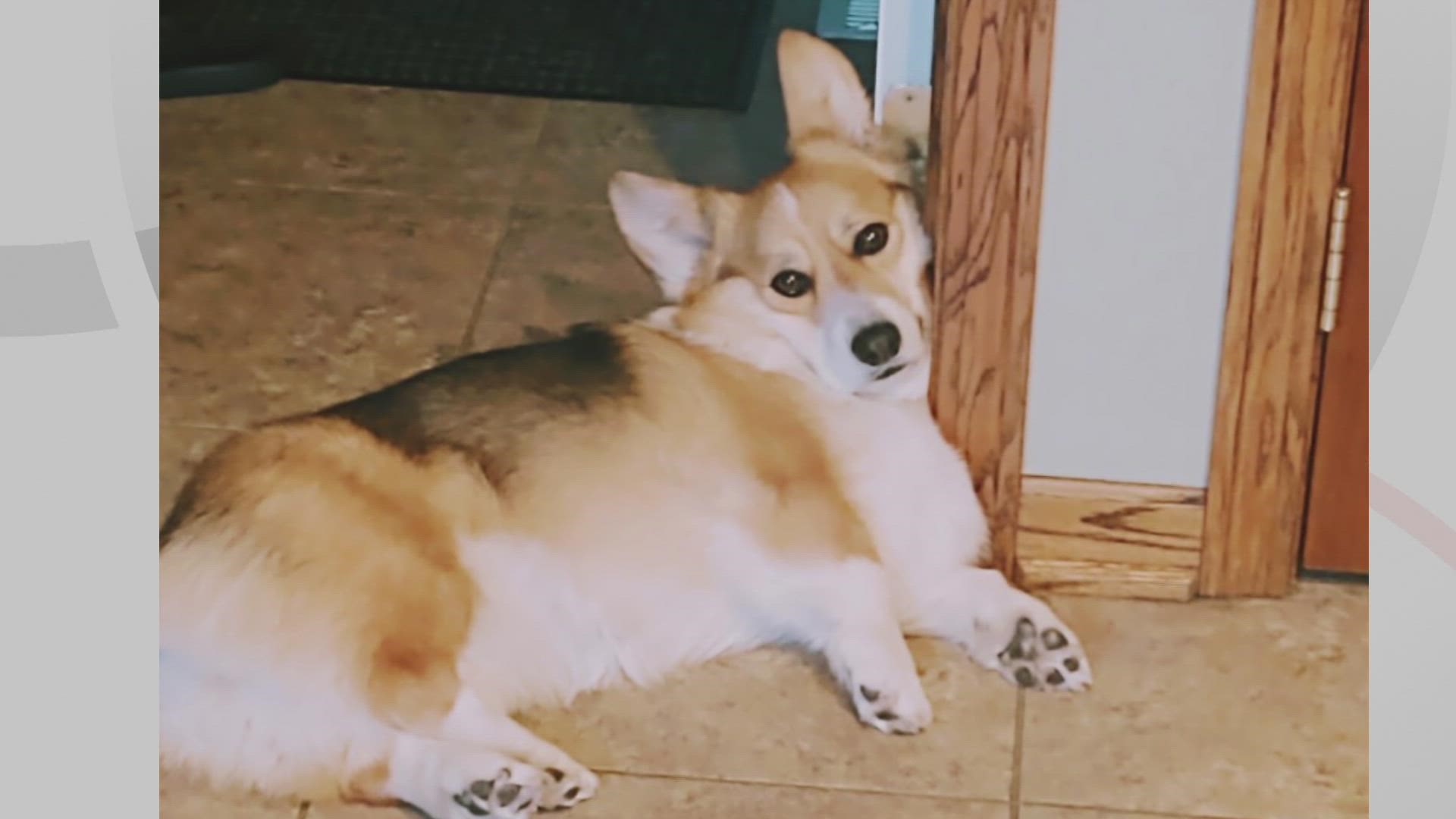 Doggone Weather:  Millie