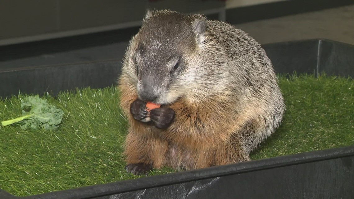 Groundhog Day in Ohio Meet Buckeye Chuck