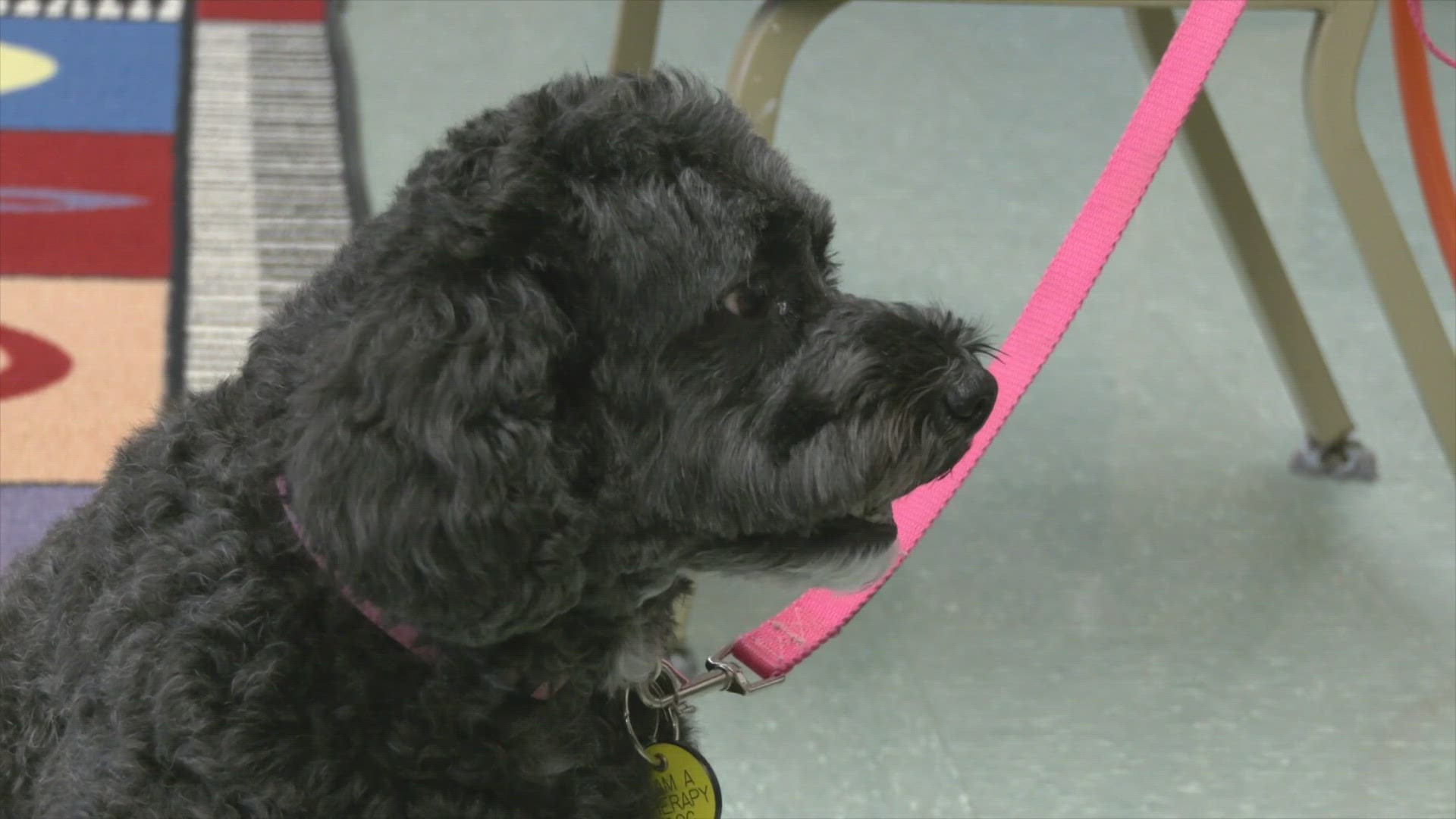 The schnauzer poodle mix is leaving quite the pawprint on students from kindergarten all the way through college.