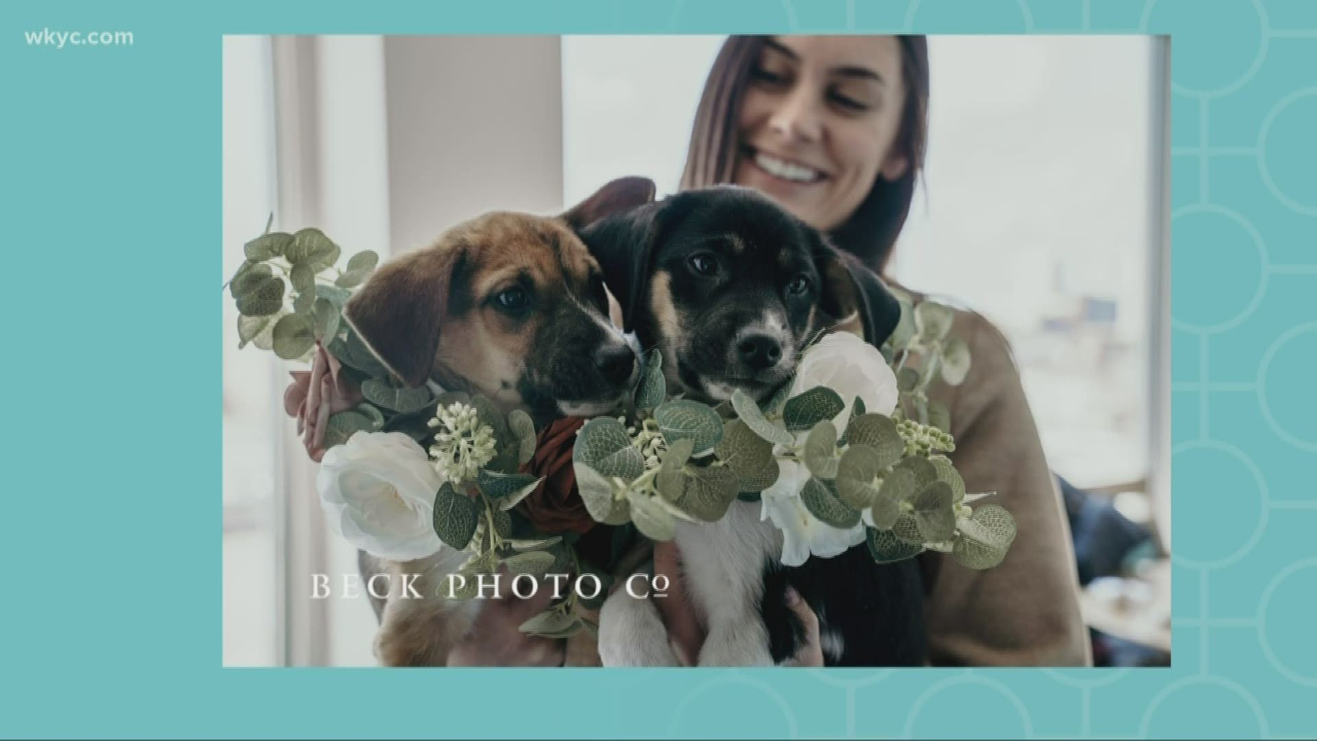 March 11, 2020: Puppy love! A couple in Northeast Ohio brings awareness to animal adoption by ditching traditional bridesmaid bouquets for adoptable puppies.