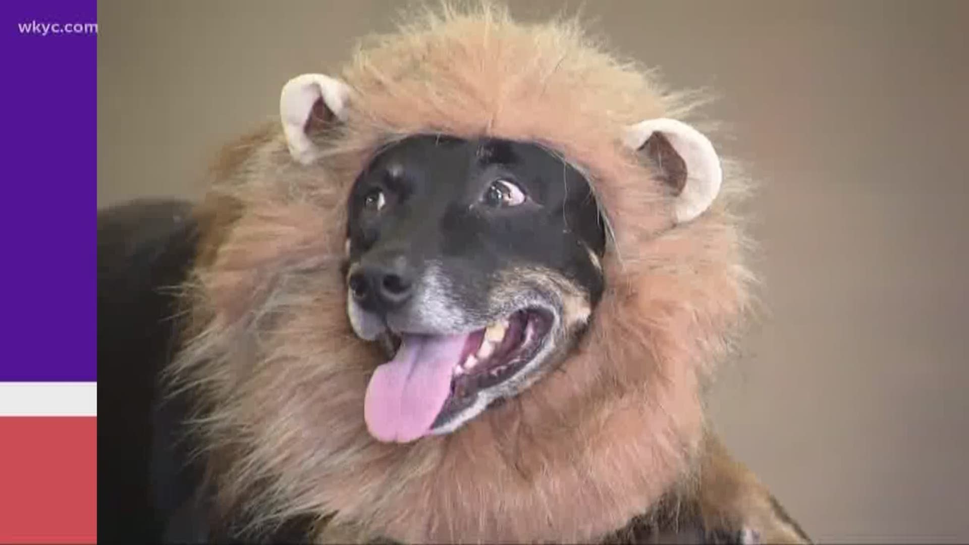Oct. 1, 2019: Americans spend approximately $500,000,000 a year on Halloween costumes for their pets, according to the National Retail Federation.