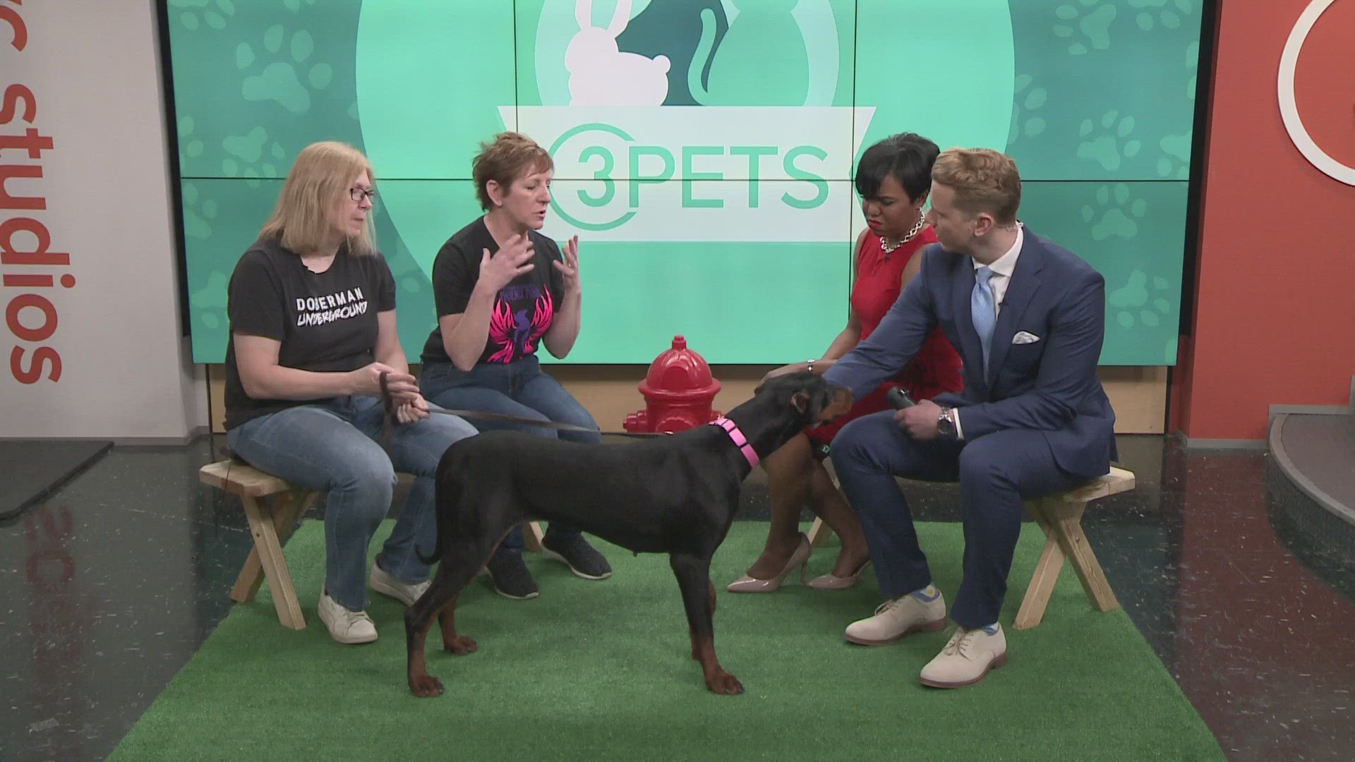 Doberman Underground visited 3News for this week's Pet of the Week segment.