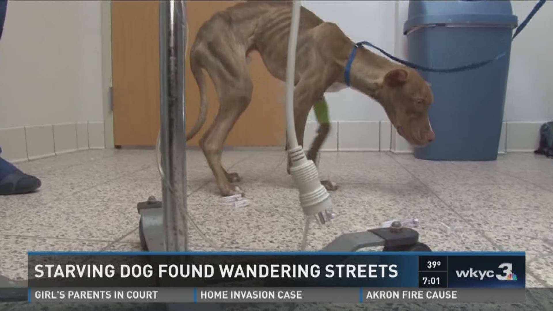 Starving dog found wandering streets