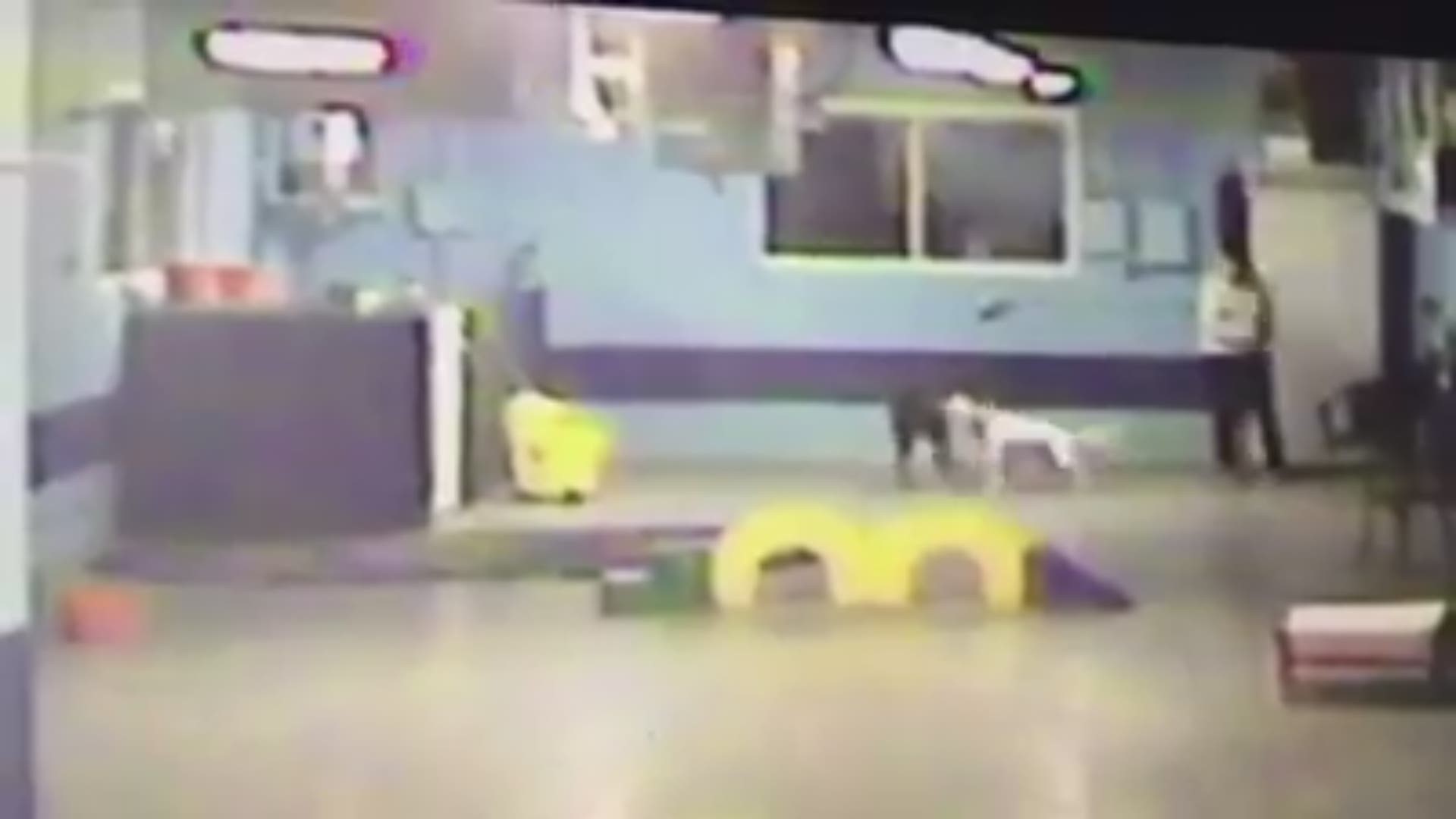 Facebook video allege dog abuse at Tallmadge dog daycare