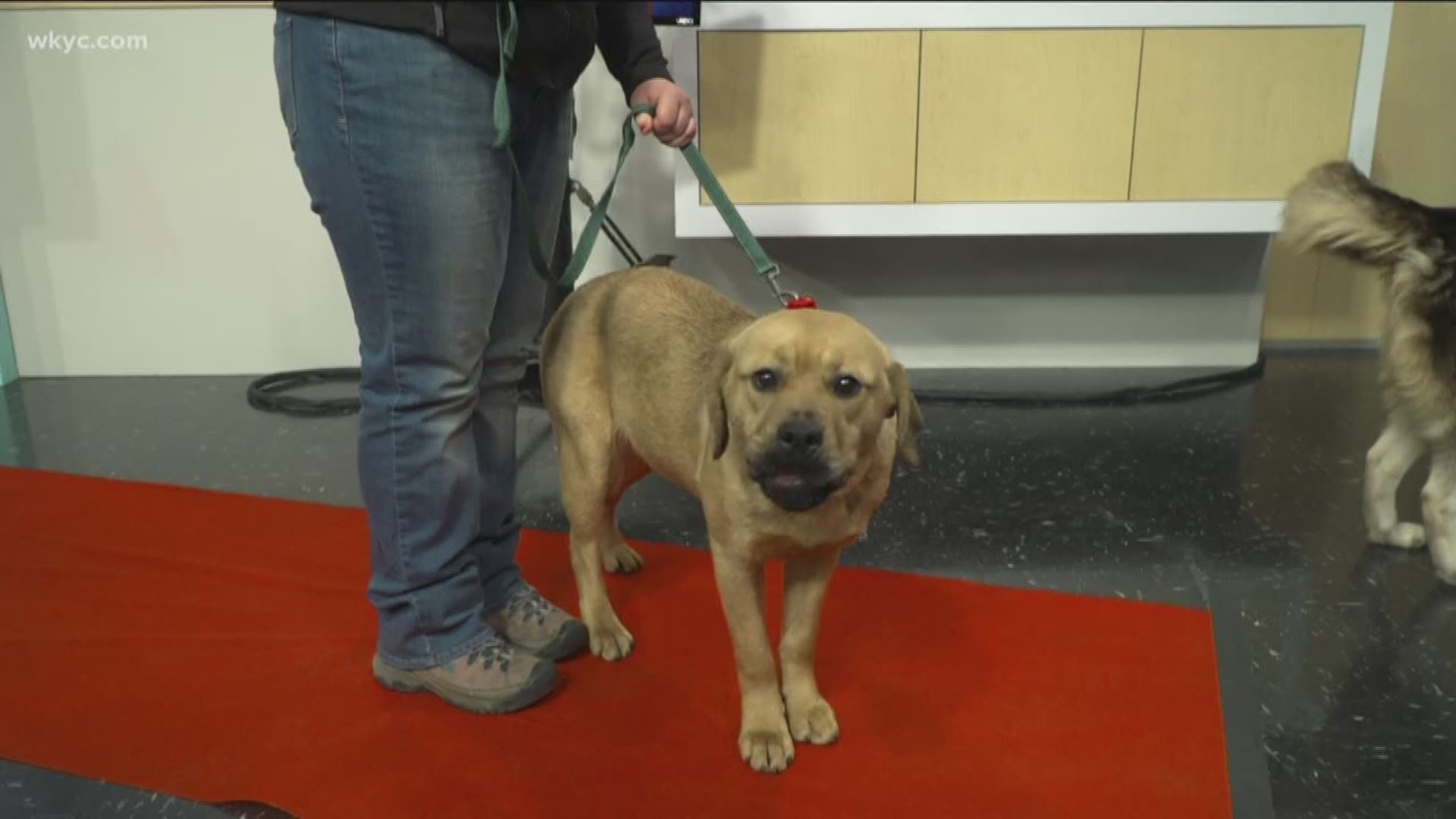 The Cleveland APL broke ground on it's new project. Some furry friends visited Jay and Betsy on Wednesday's What's New!