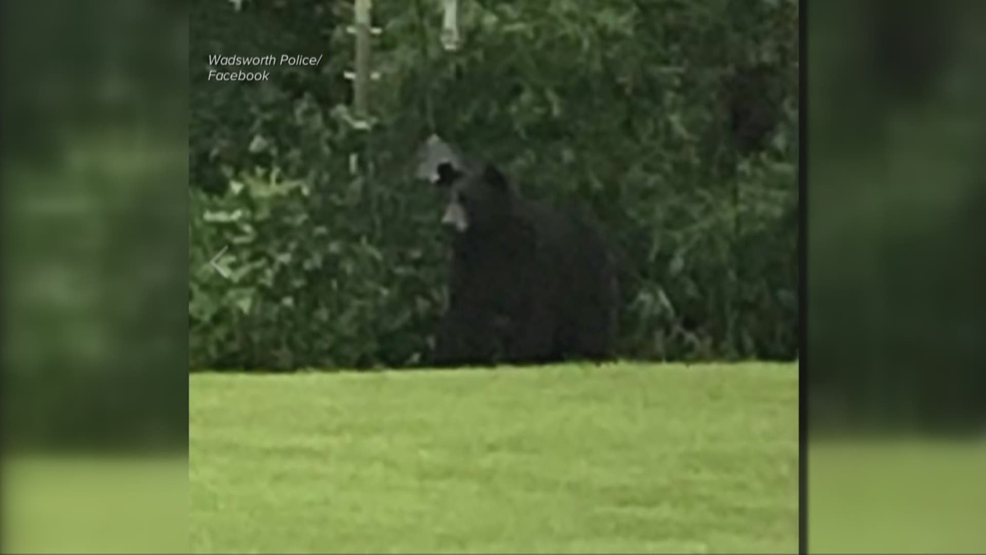 Sighting of black bear in Wadsworth and Norton