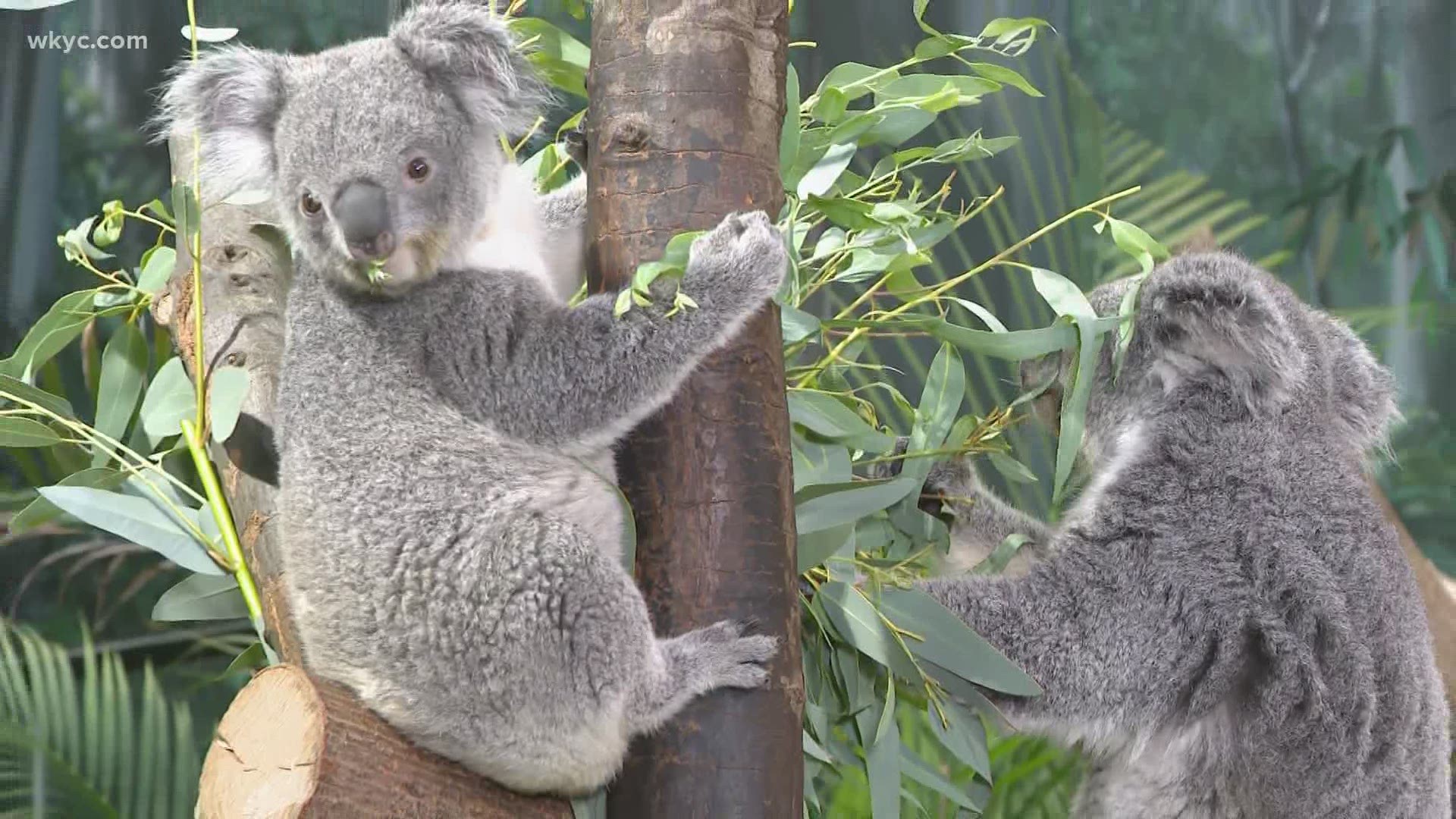 We're getting to know the koalas at the Cleveland Metroparks Zoo.