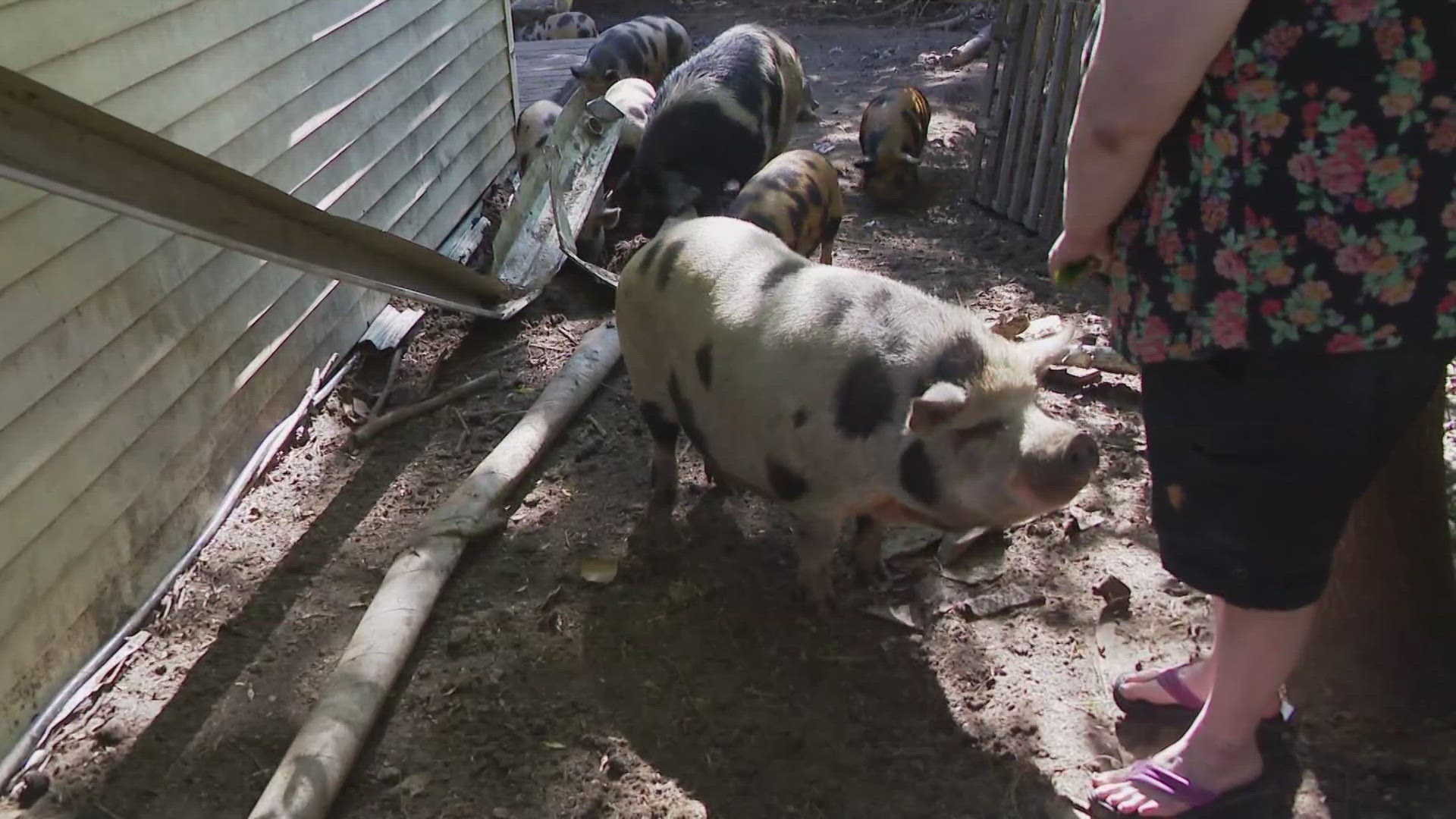 The pigs were running down Reynolds Road in early October, and have been the subject of complaints by neighbors.