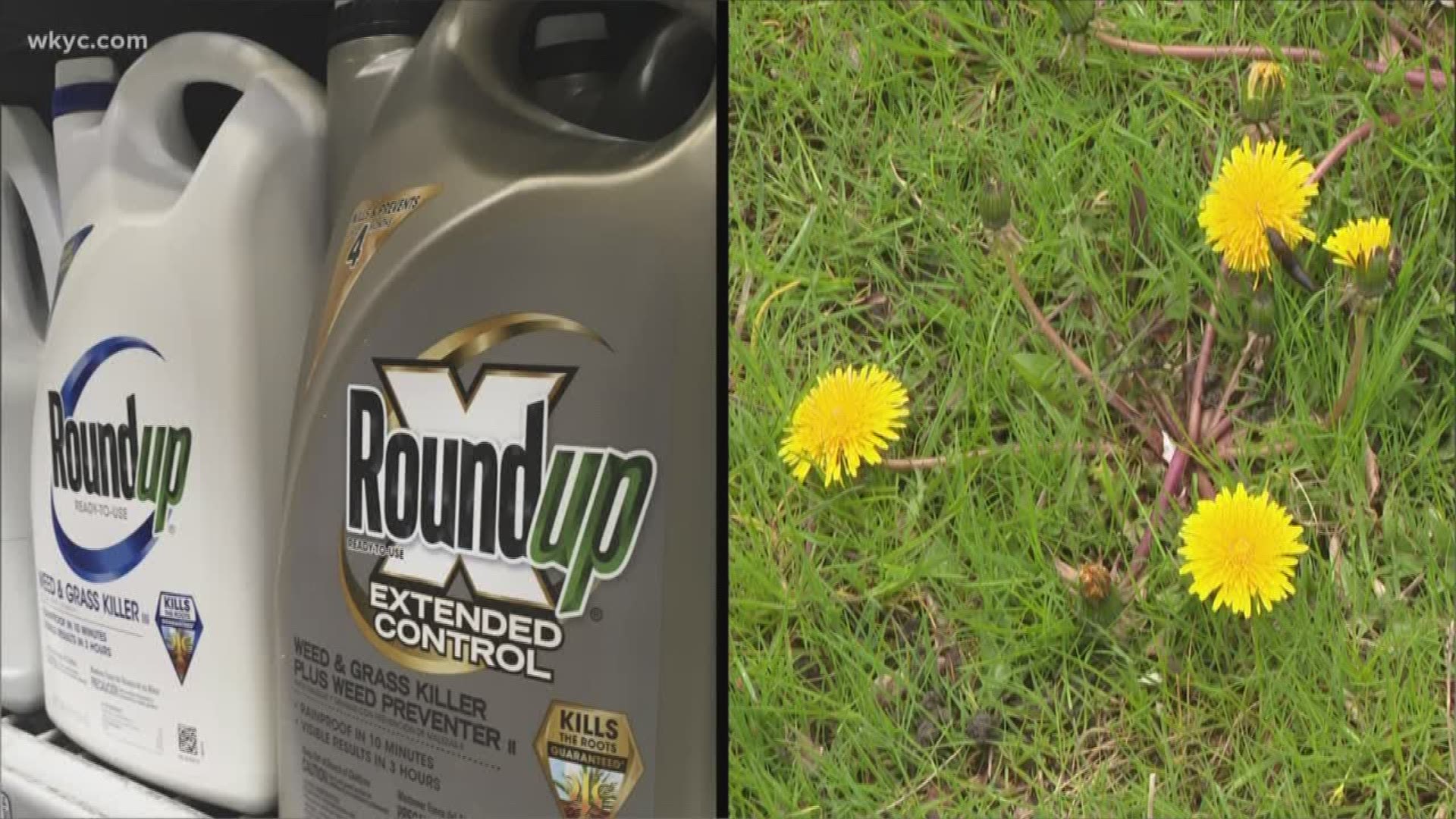Debate continues over the safety of weed killers