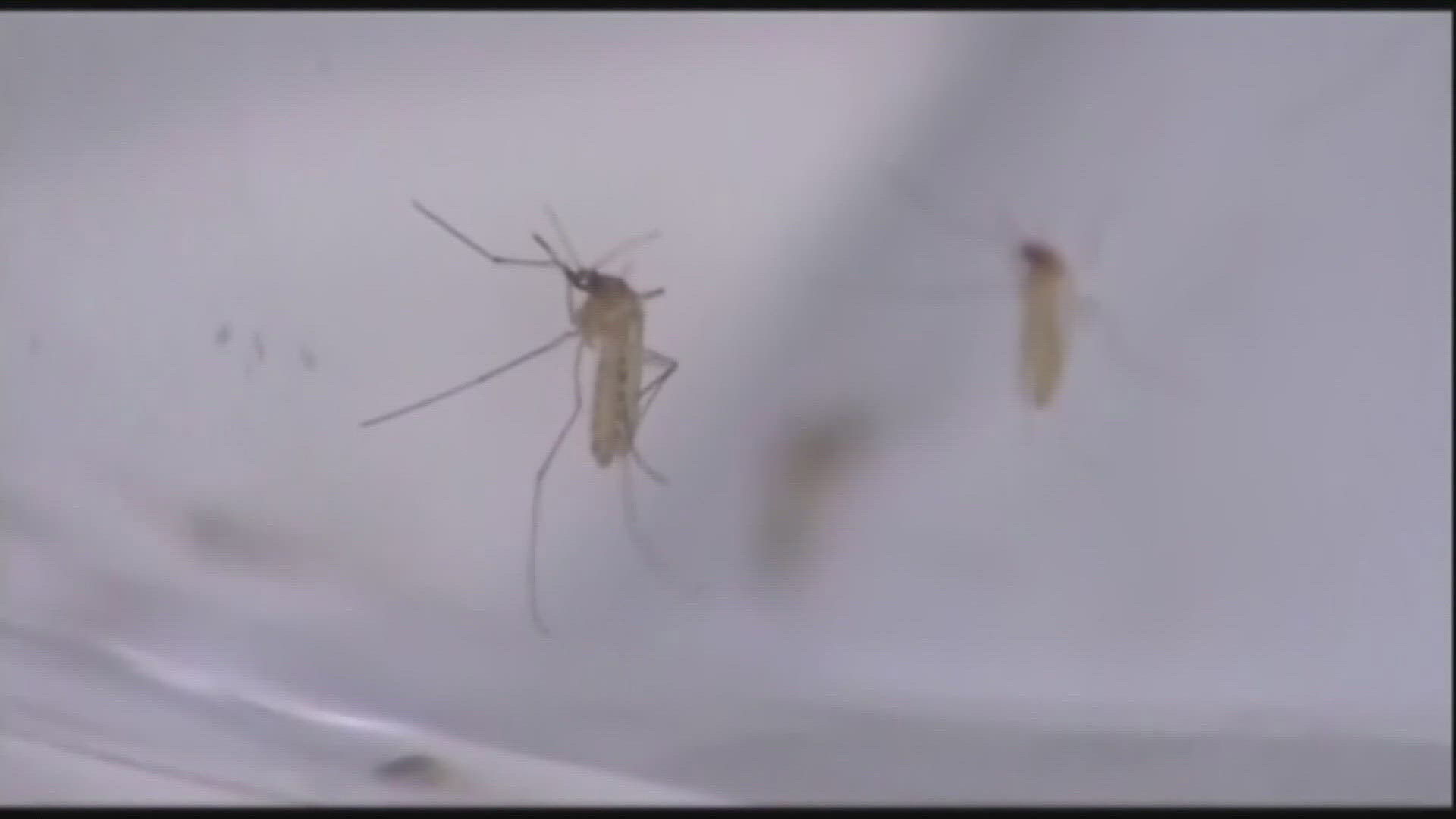 The mosquito-borne disease typically doesn't cause serious illness, but it can cause sickness and lead to symptoms including fever, headache and body aches.