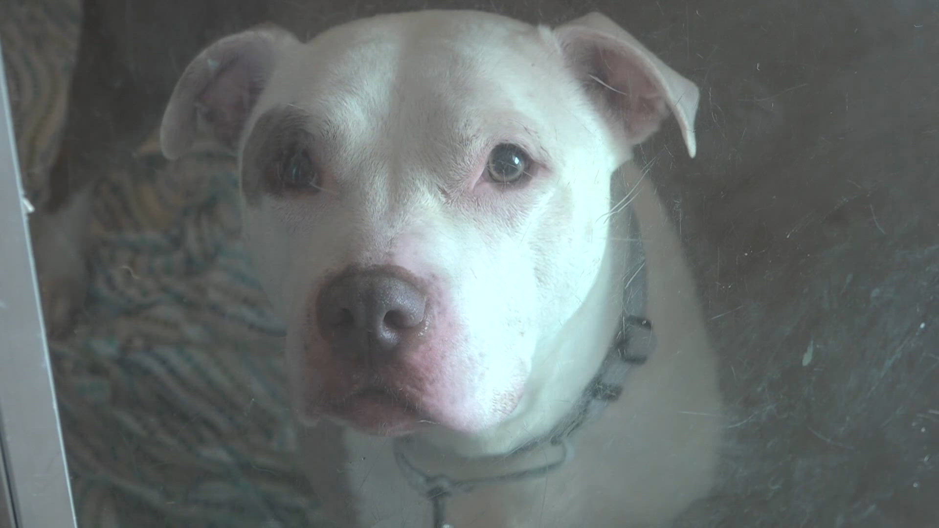 Clear the Shelters arrives as Northeast Ohio animal shelters struggle with overcrowding