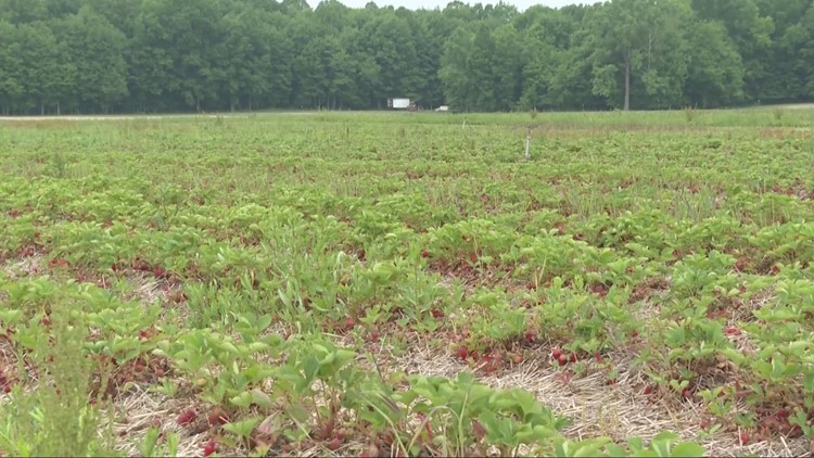 'I’m about a week away from panicking if we don’t get rain': Concern grows for Northeast Ohio farmers amid drought