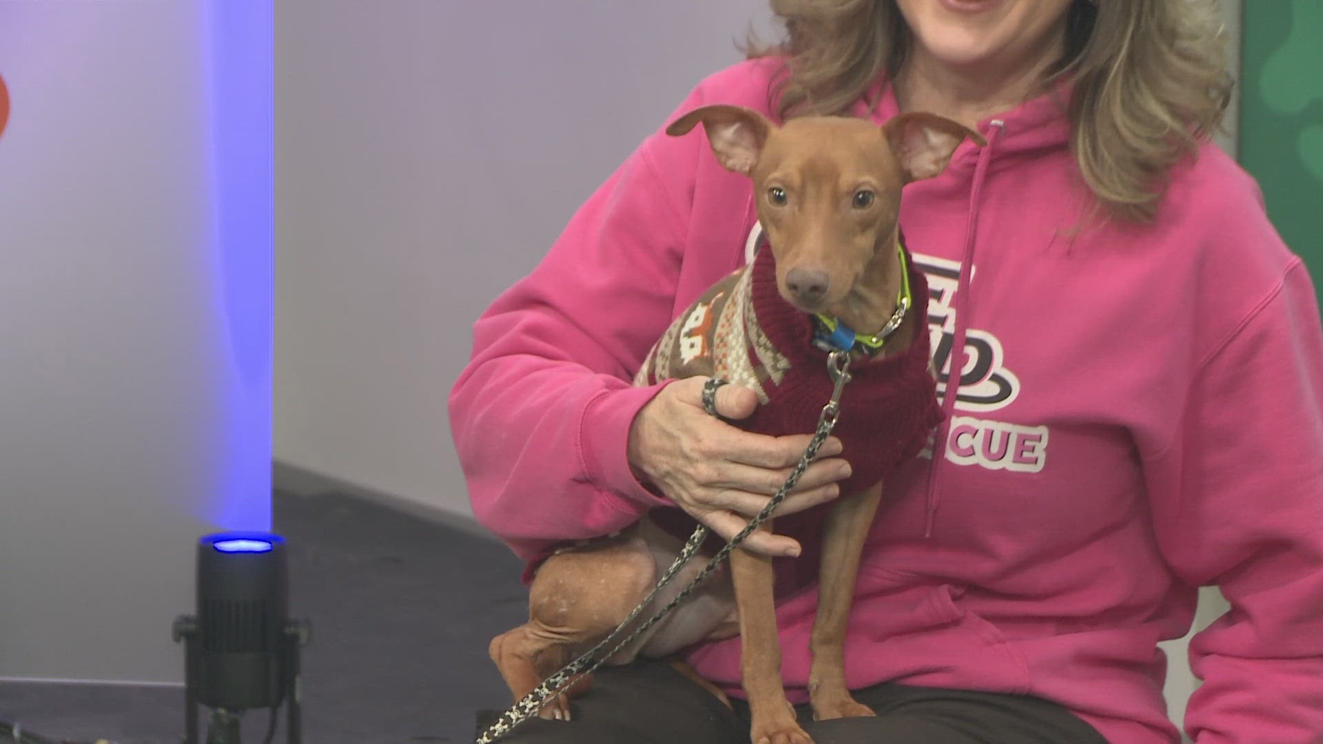 Ready Pet GO! One of a Kind Pet Rescue visits 3News with Denim