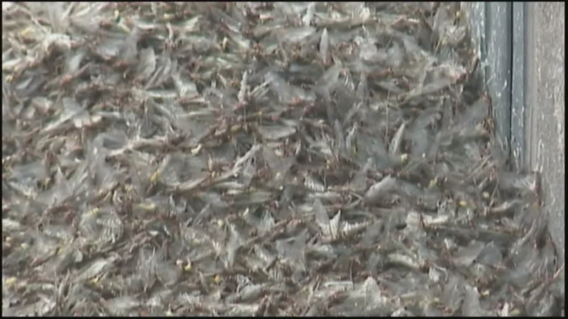 Mayflies making their way through Northeast Ohio