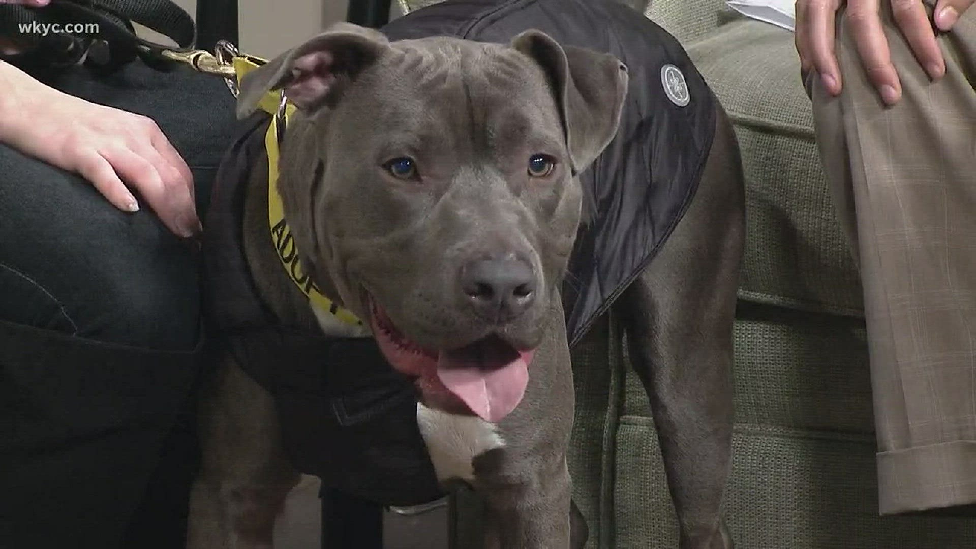 Dog Segment: Duke and Stephanie from Storm Angels Rescue in Lorain