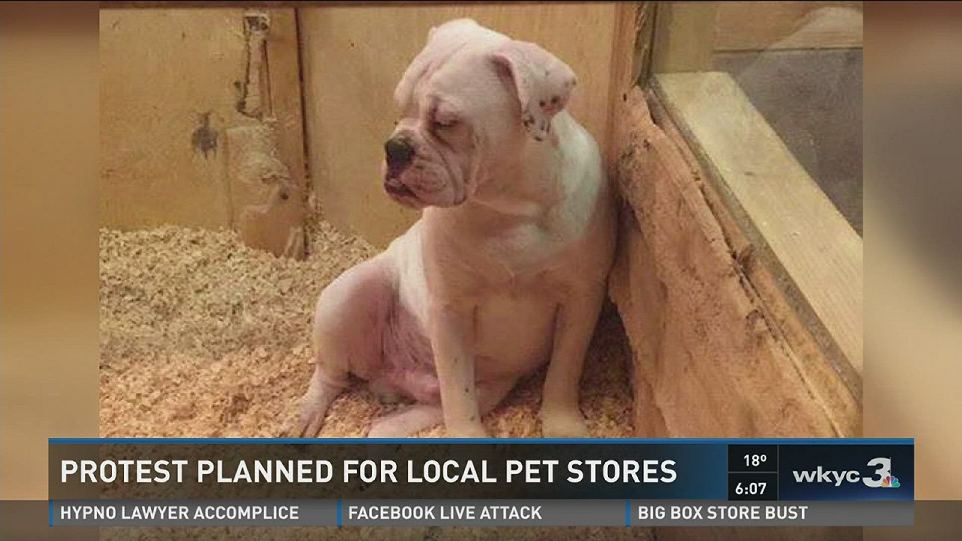 Protest planned for local pet stores