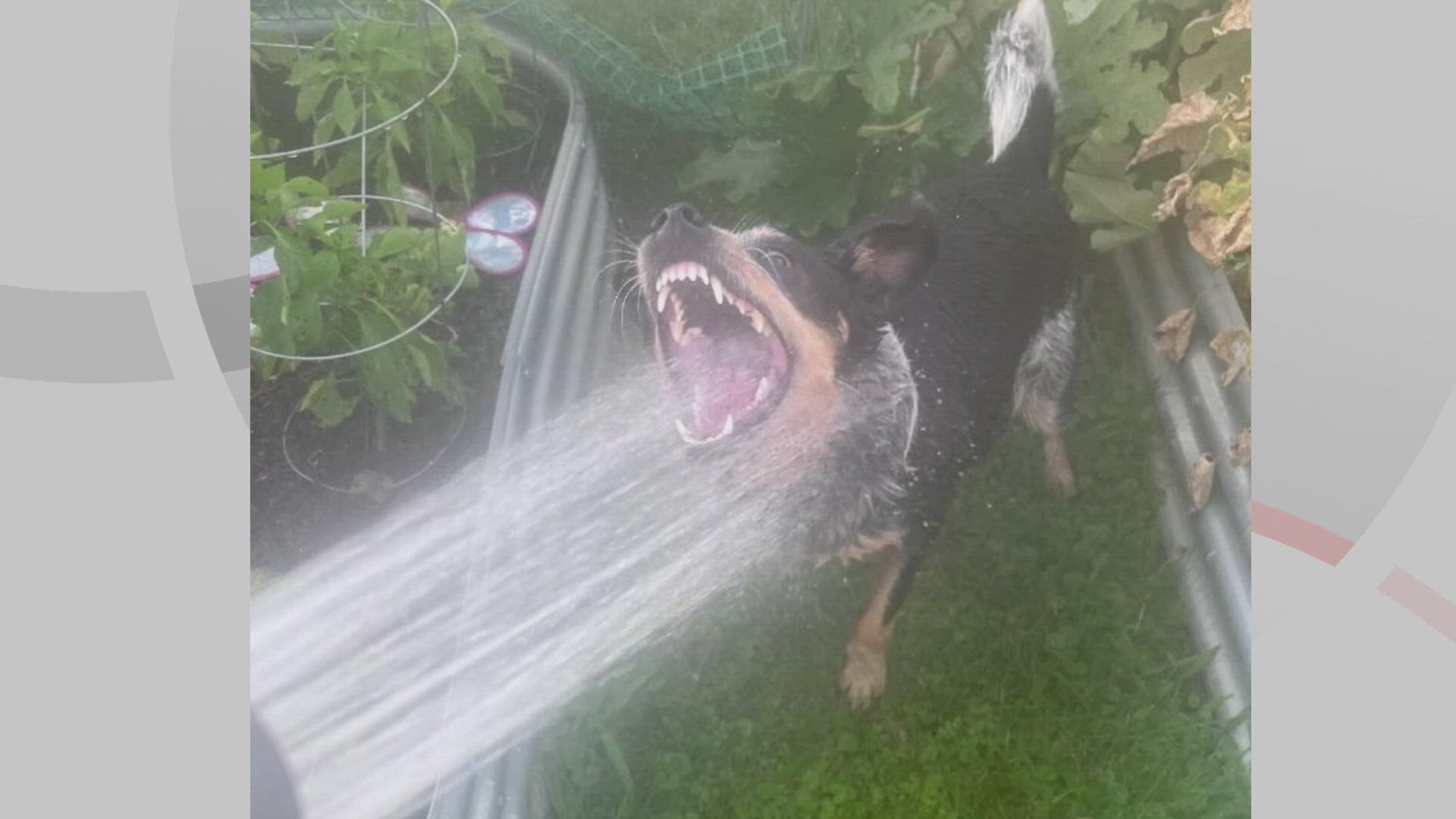 Doggone Weather: Roxie