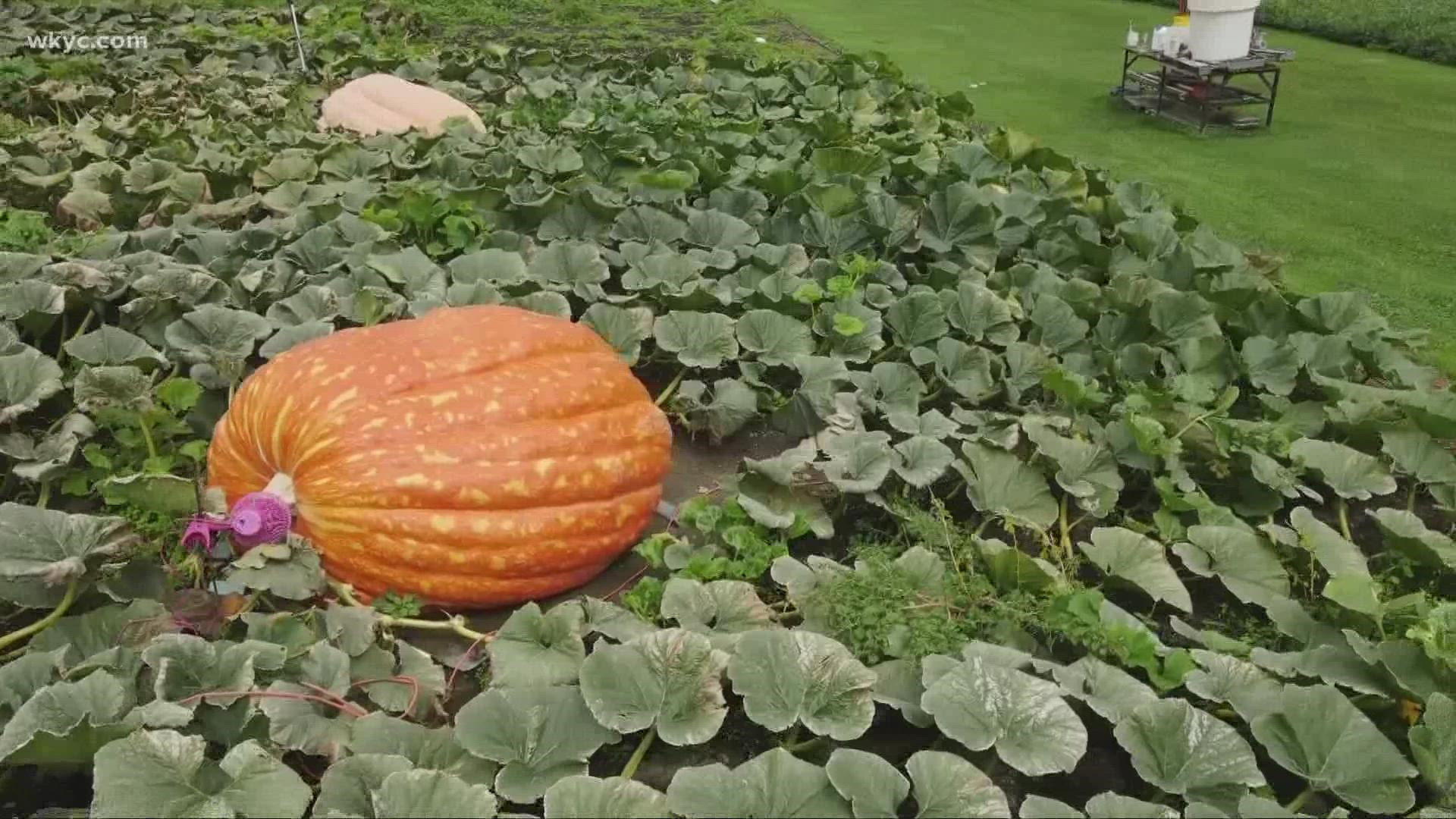 Check out these massive pumpkins!