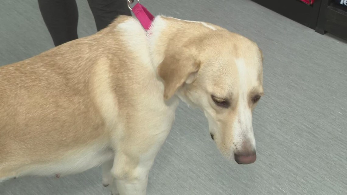 Clear the Shelters 2023 3News visits the Berea Animal Rescue