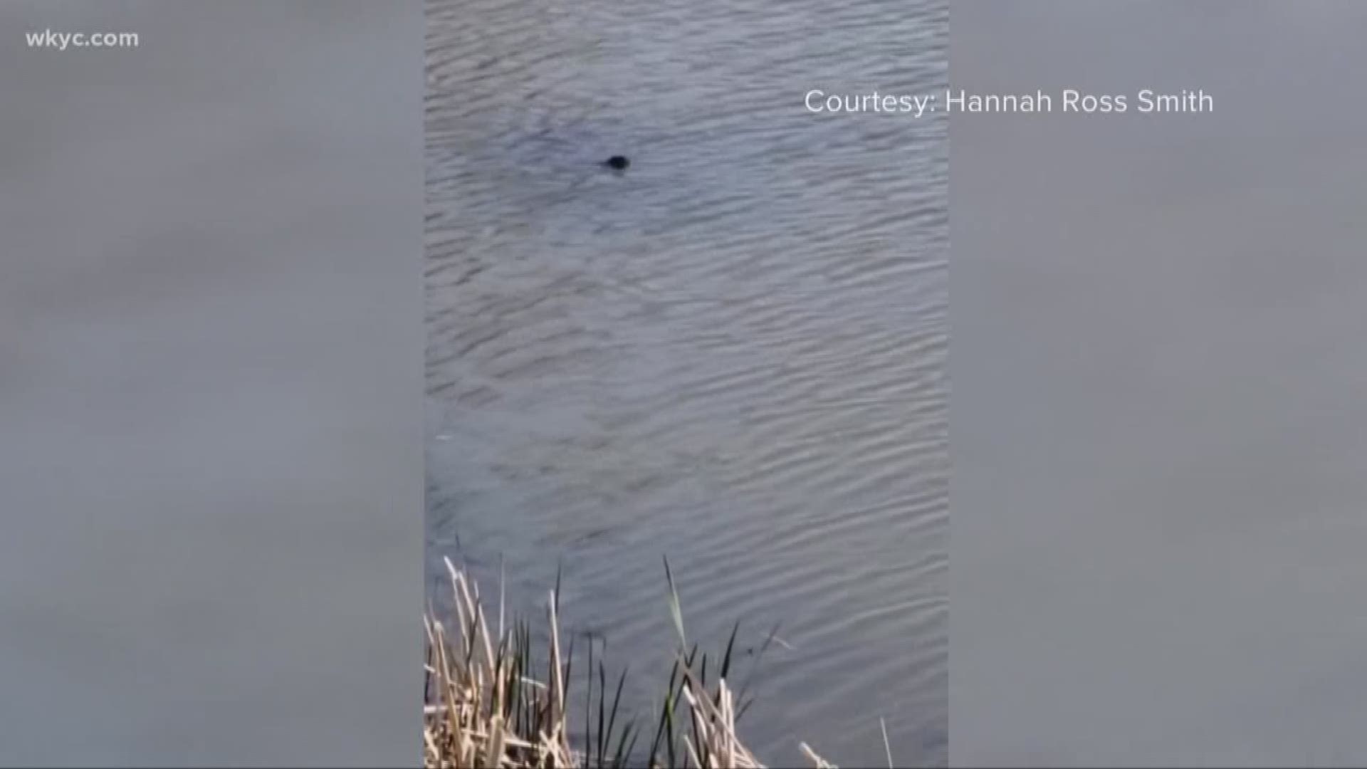 A video of what one local dog walker thought might be an alligator went viral on social media. Amani Abraham decided to investigate.