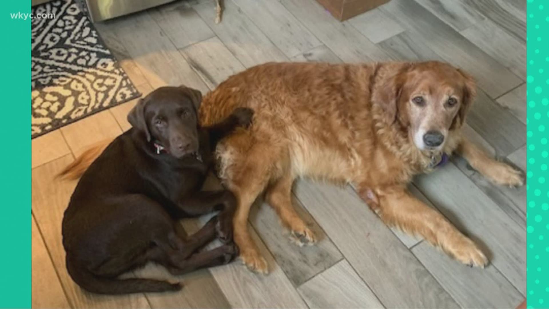 Doggone Weather: Franklin and Molly