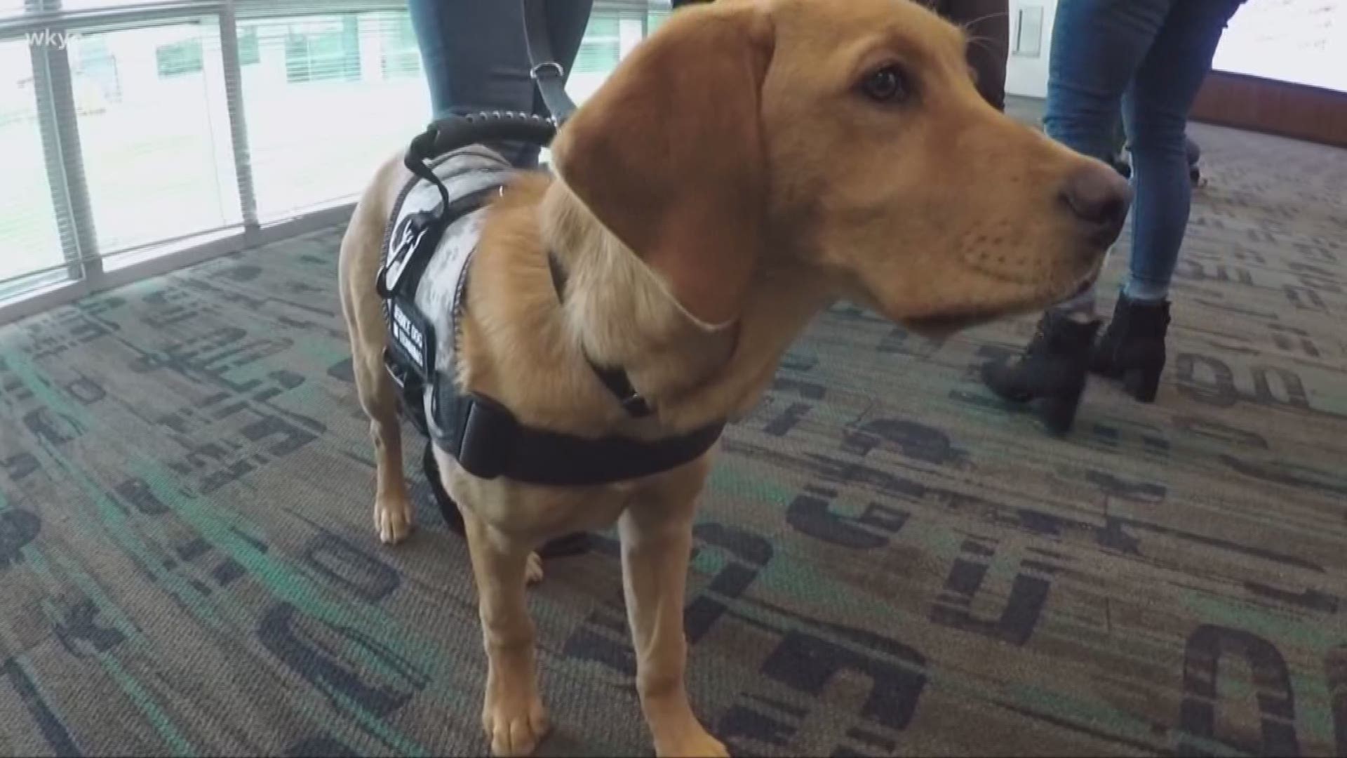 May 23, 2019: Roxy is learning so much! Our Wags 4 Warriors service dog in training shows off her latest progress.