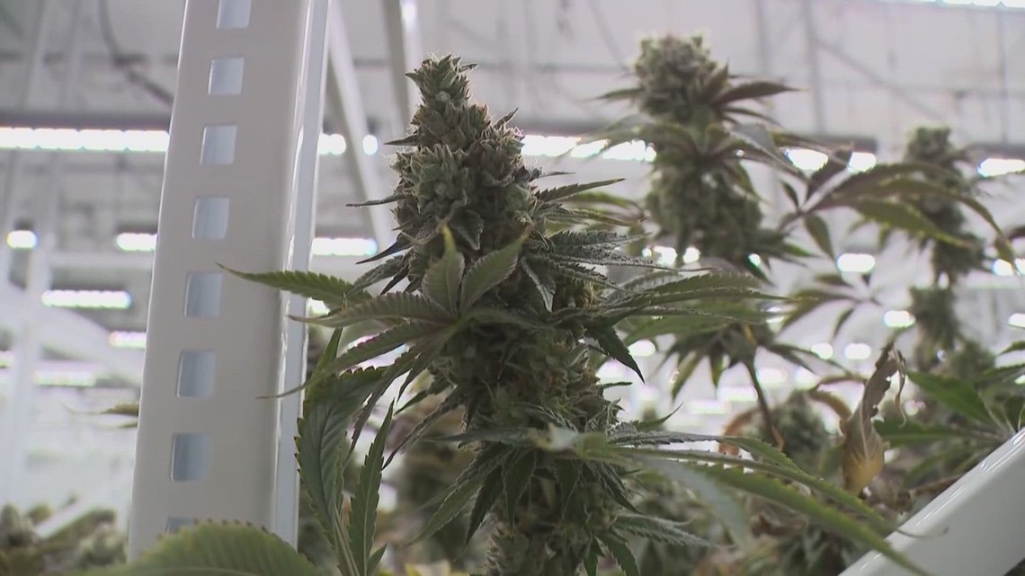 New Ohio House Bill Seeks To Modify Marijuana Law Before Taking Effect ...