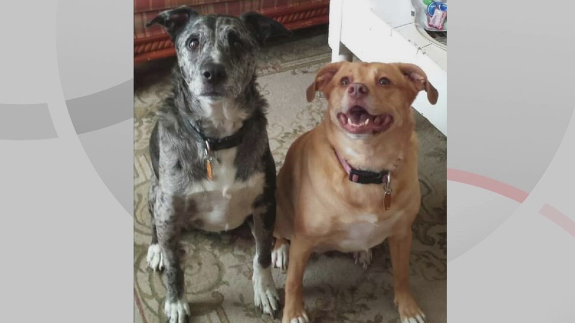 Doggone Weather: Duke and Lilly