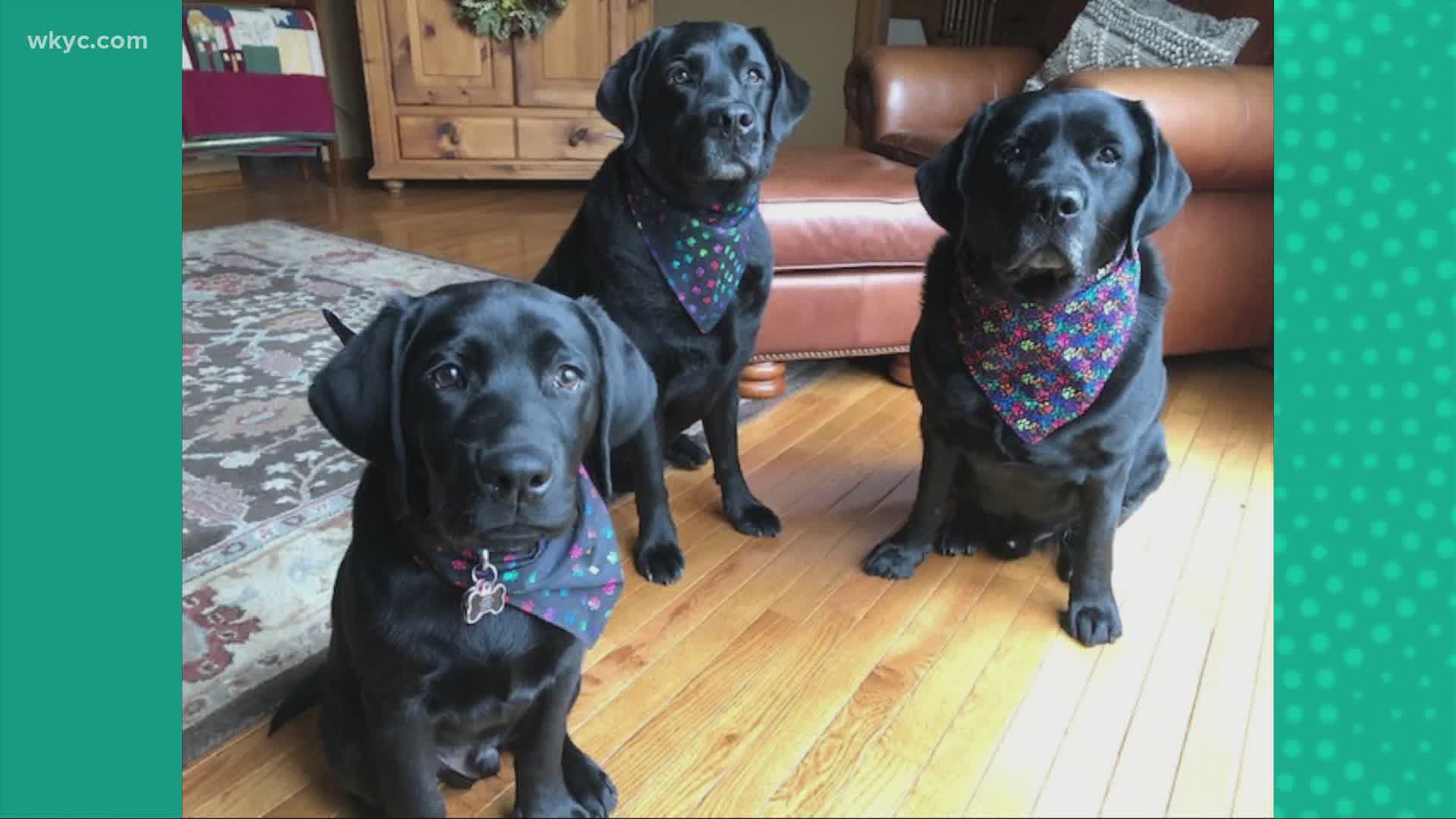 Doggone Weather:  Logan, Gus & Murphy