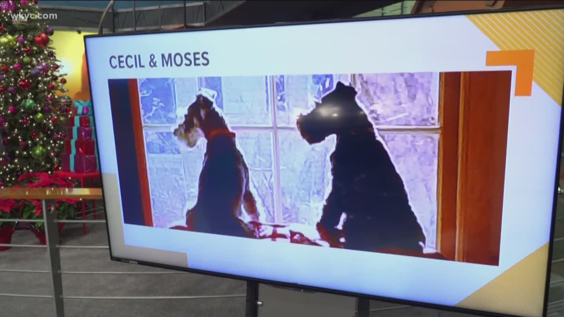 Doggone Weather: Cecil and Moses
